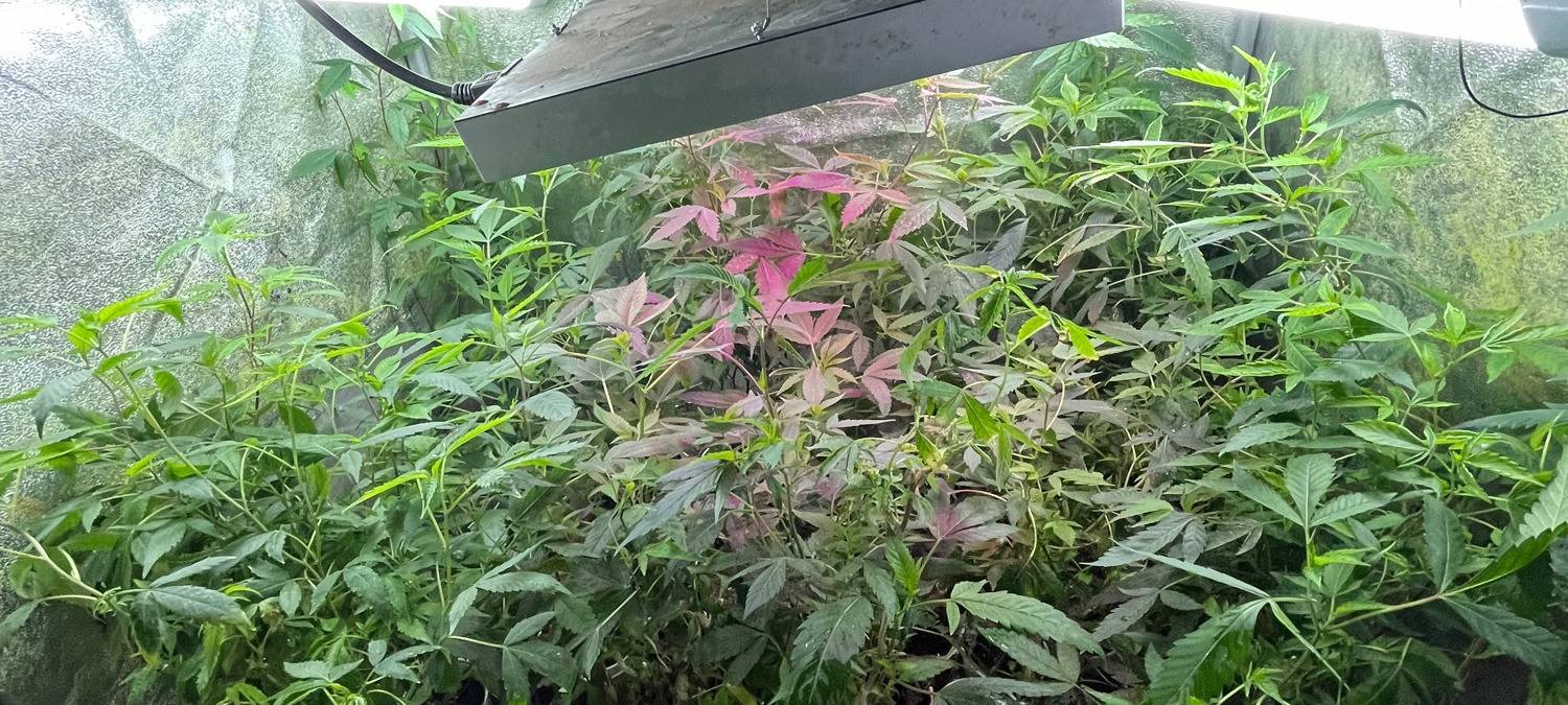 Cannabisplantage entdeckt