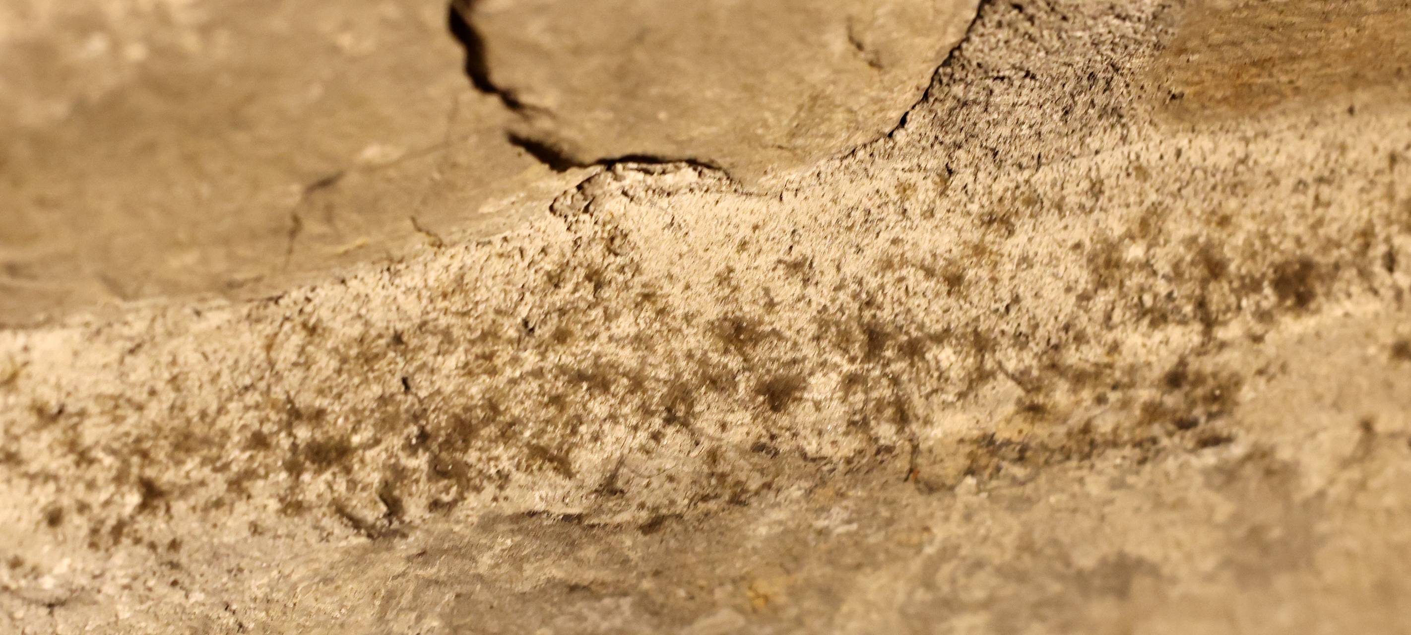 Zu hohe Luftfeuchtigkeit sorgt für Schimmel im Dom