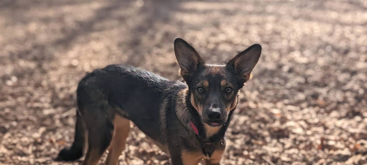 Auslaufwiese für Hunde in Baesweiler geplant
