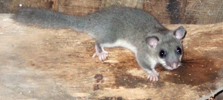 NABU: Wo sind die Siebenschläfer?