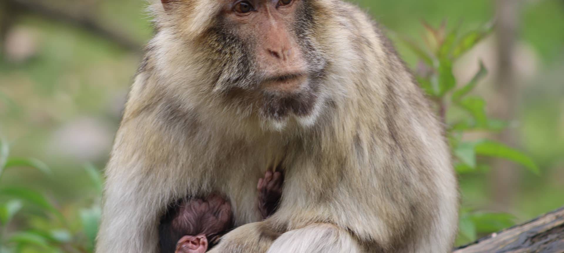GaiaZOO meldet erstmalig Geburten bei den Berberaffen