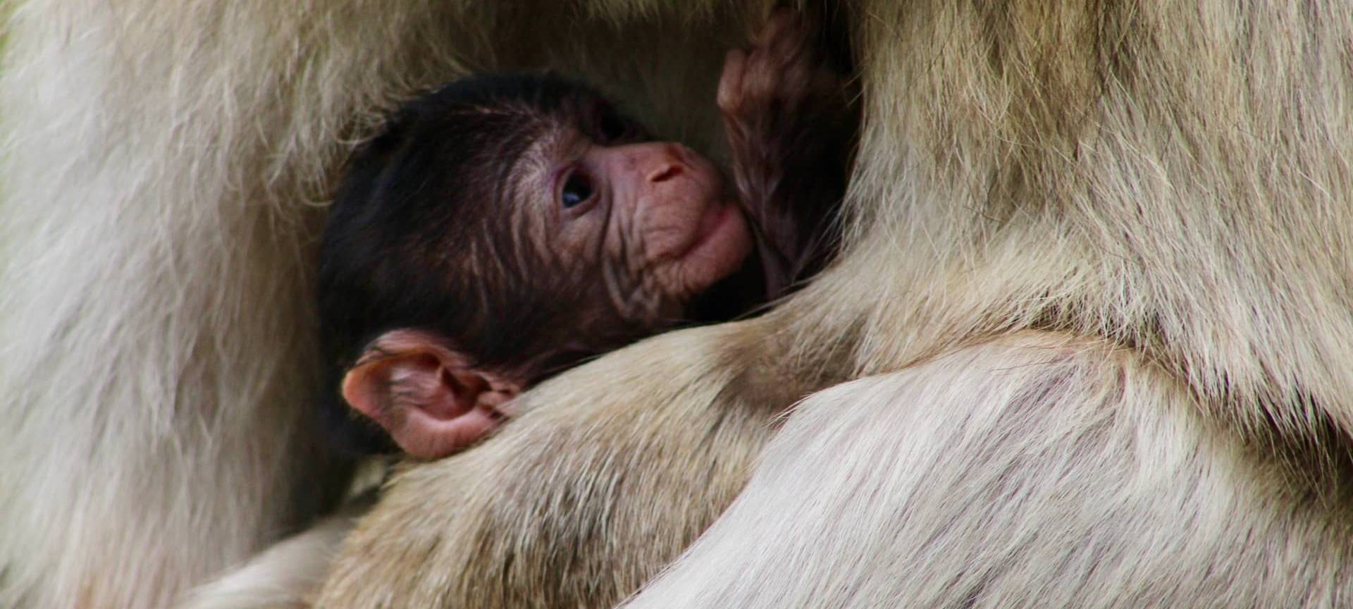 GaiaZOO meldet erstmalig Geburten bei den Berberaffen