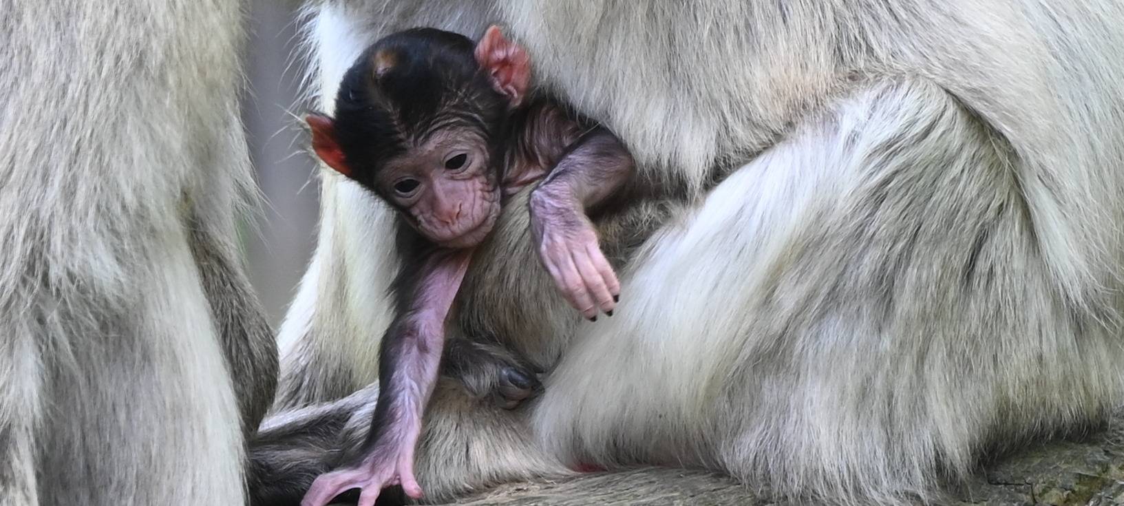GaiaZOO meldet erstmalig Geburten bei den Berberaffen