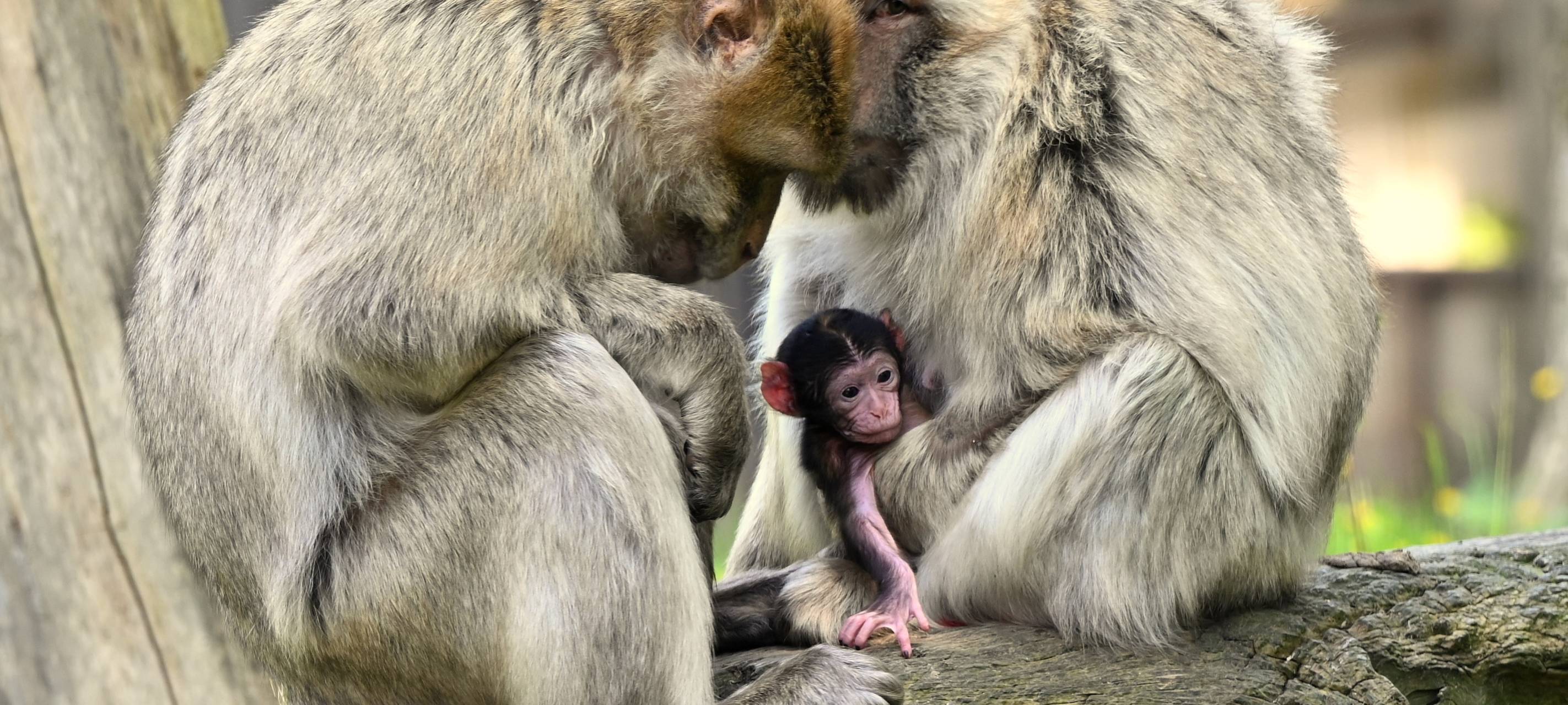 GaiaZOO meldet erstmalig Geburten bei den Berberaffen