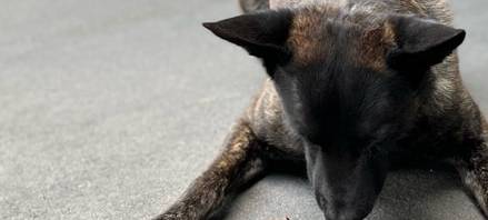 "Manito" hatte den richtigen Riecher