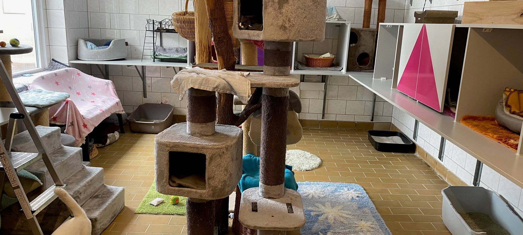 Tierheim Aachen: Aufnahme-Stopp für Katzen