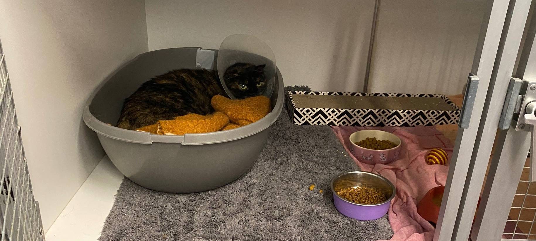 Tierheim Aachen: Aufnahme-Stopp für Katzen