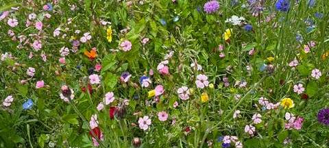 Üppige Blühstreifen in Aachen