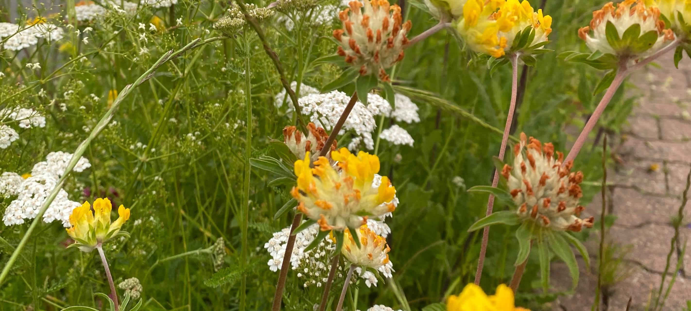 Üppige Blühstreifen in Aachen