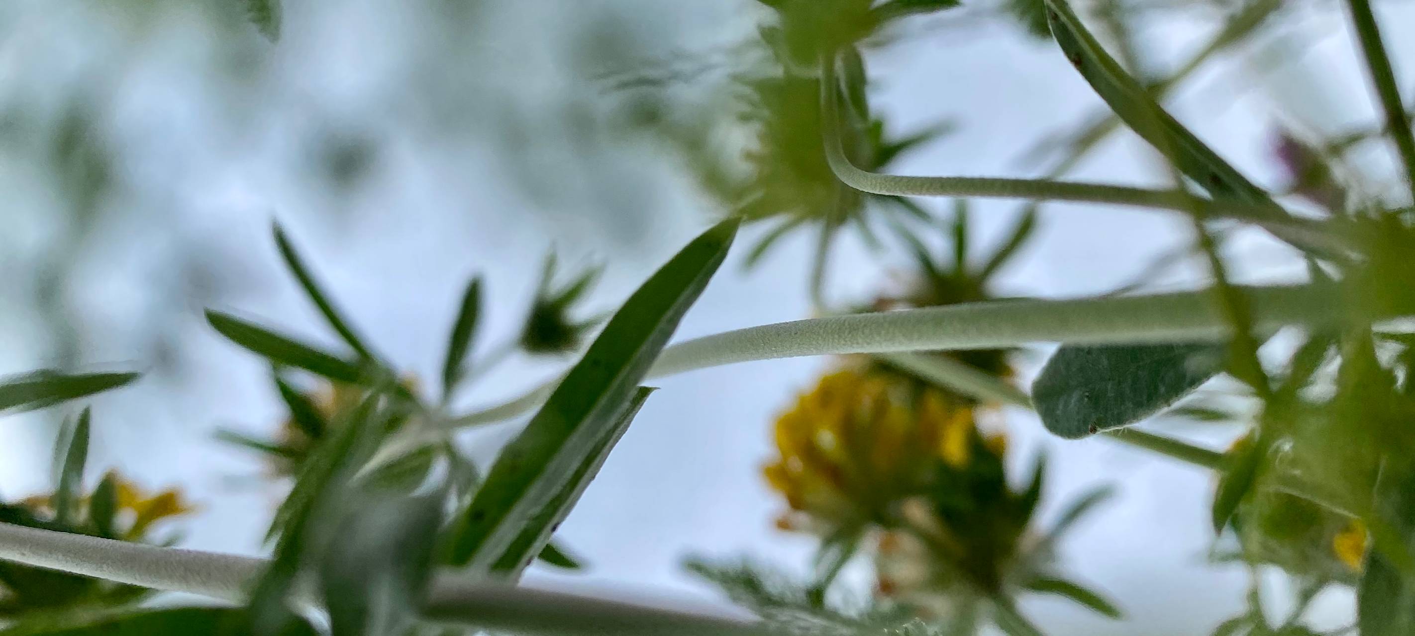 Üppige Blühstreifen in Aachen