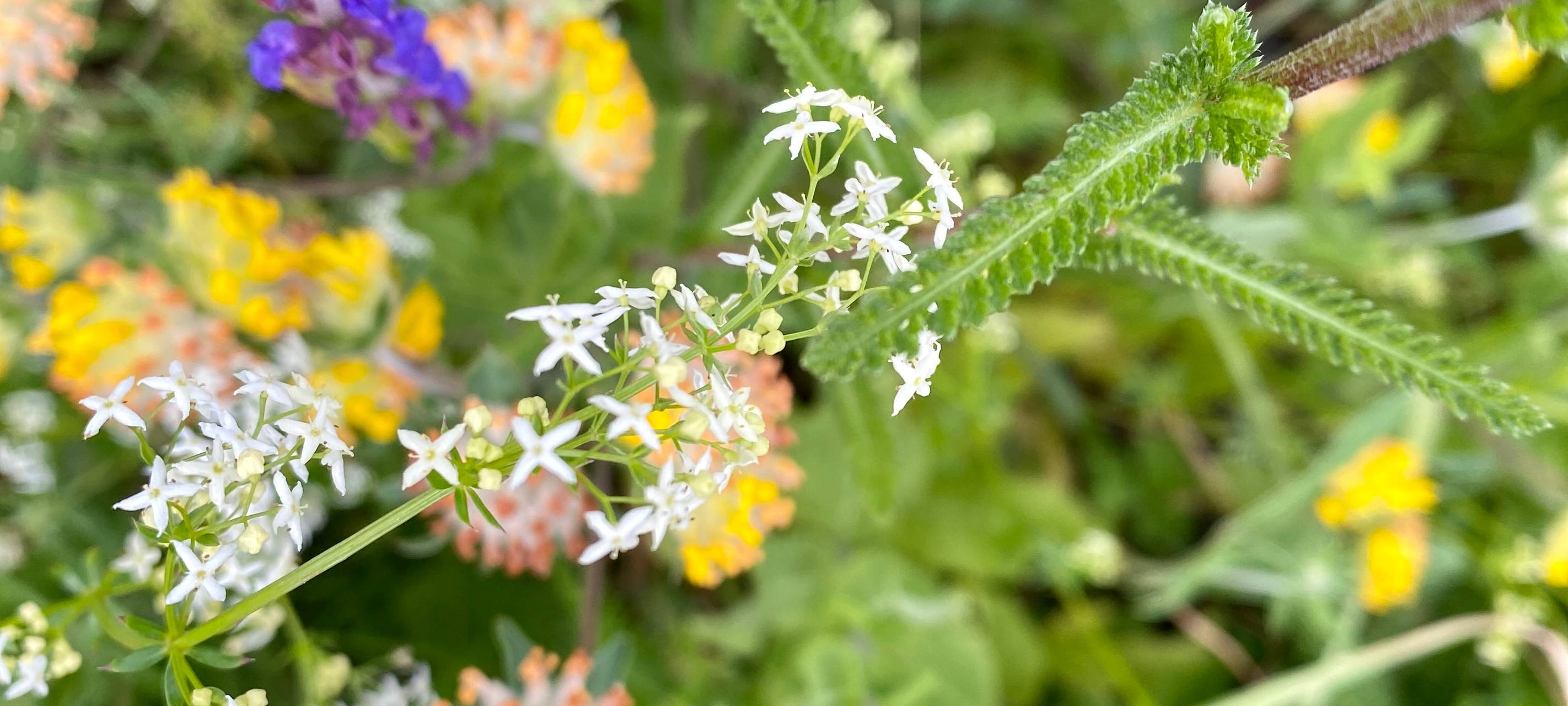 Üppige Blühstreifen in Aachen