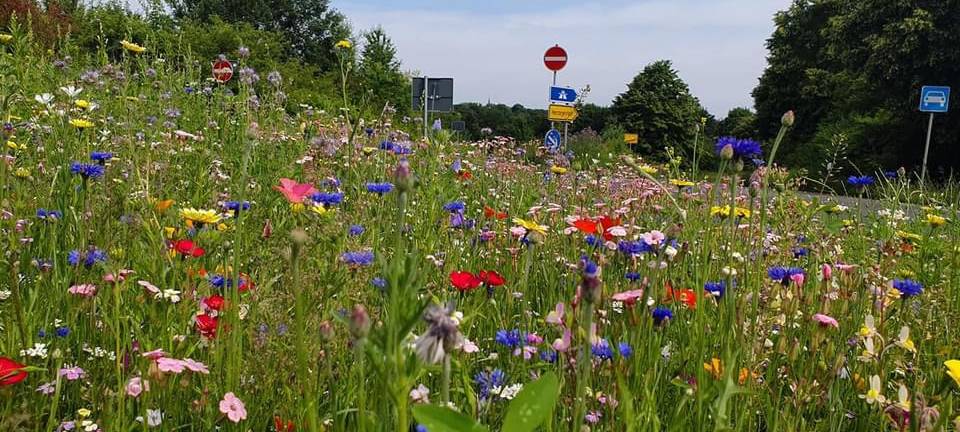 Üppige Blühstreifen in Aachen