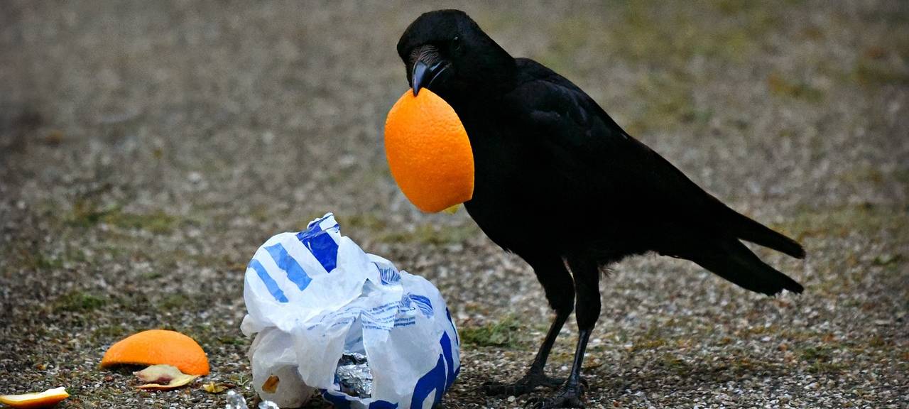 Baesweiler will gegen wilden Müll vorgehen