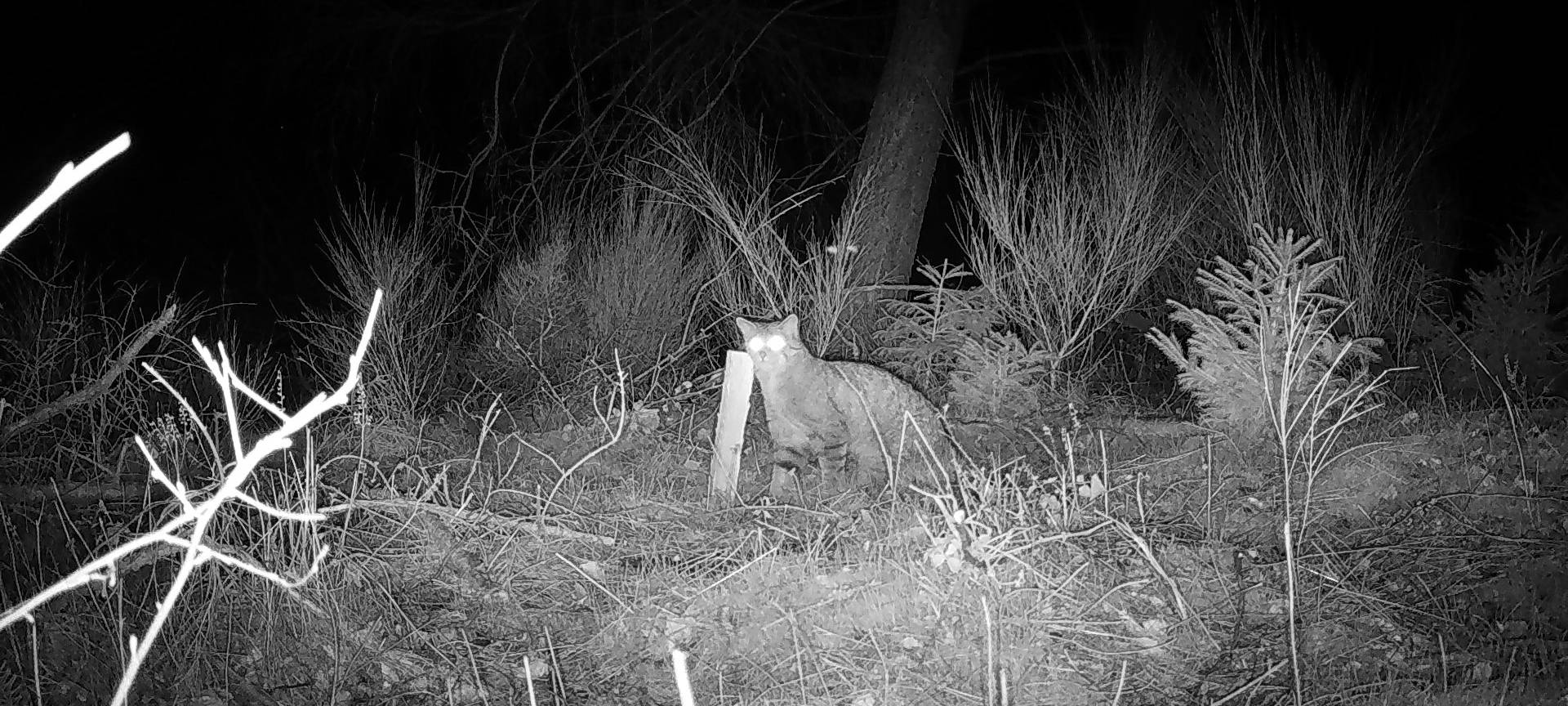 Jahresbericht 2023: Mehr Wildkatzen im Nationalpark Eifel