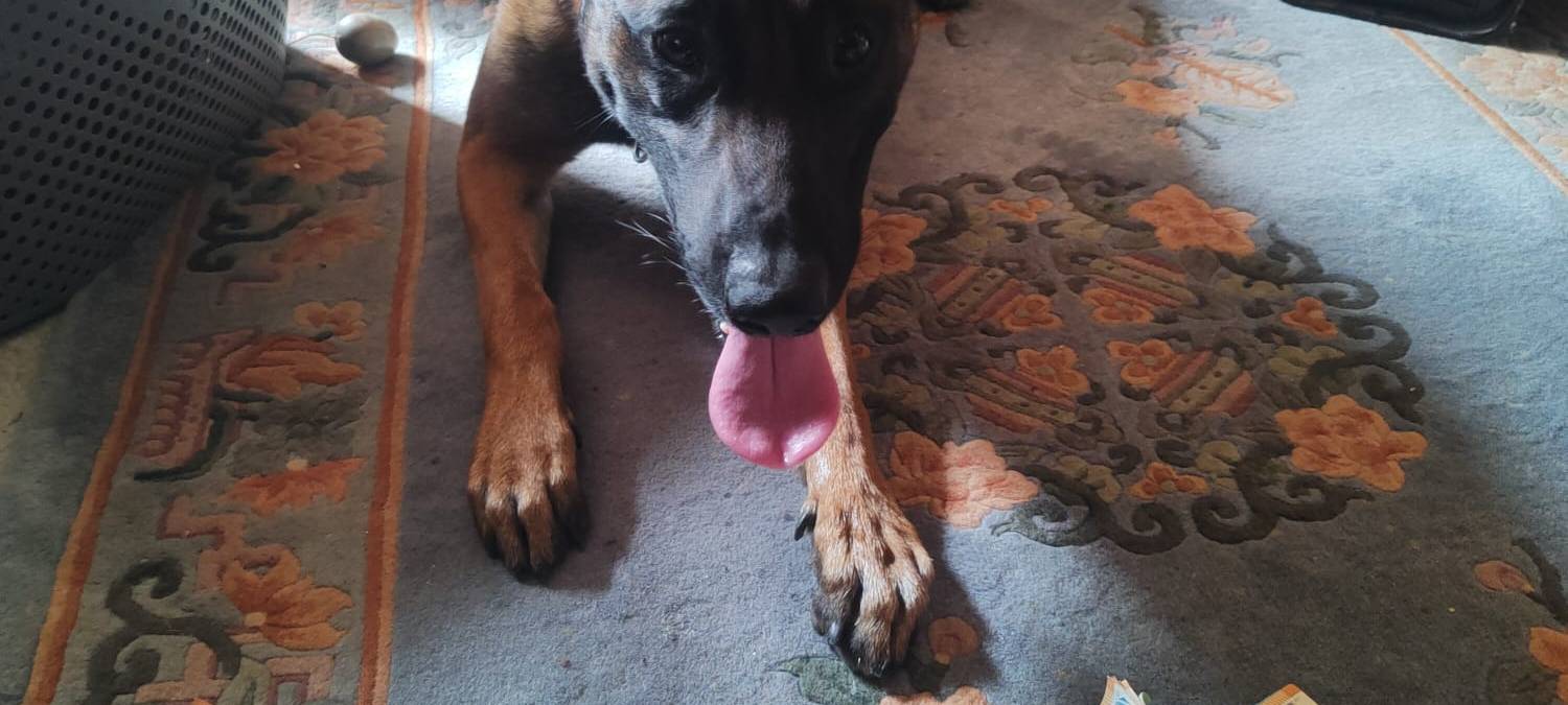 Erfolgreiche Schnüffelnase: "Maddox"