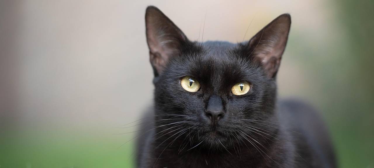 Katzen-Verschwinden in Würselen