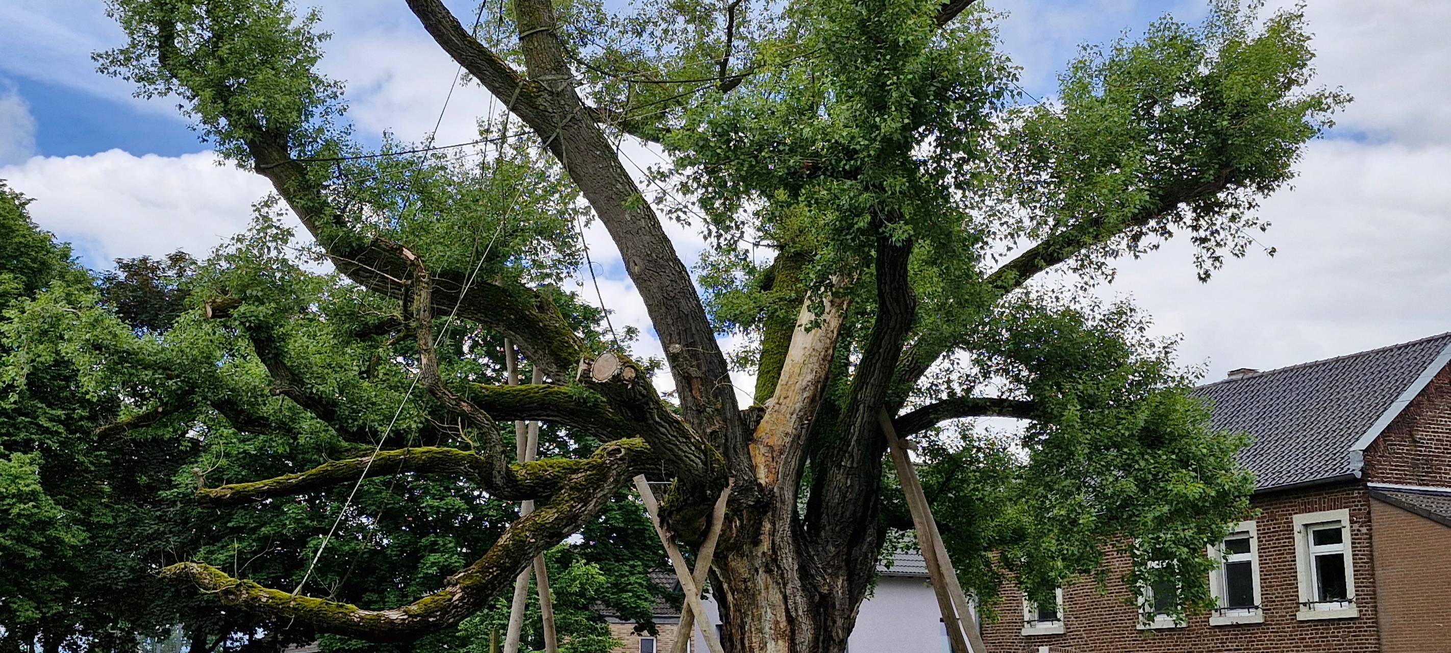 Pleyer Pappel: Starker Rückschnitt nötig