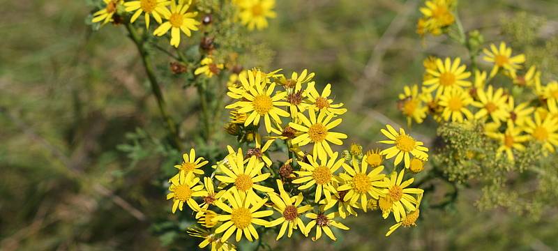 Kreisbauernschaft: Achtung beim Jakobskreuzkraut!