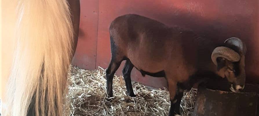 "Max" und "Romeo" - tierische Liebe in Eschweiler-Bergrath