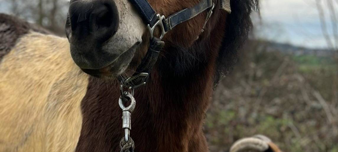 "Max" und "Romeo" - tierische Liebe in Eschweiler-Bergrath