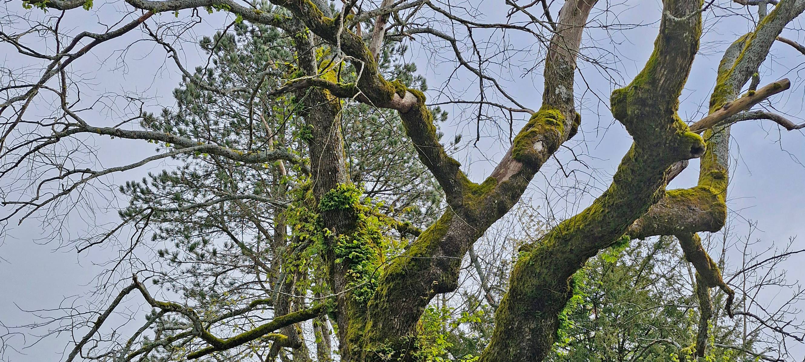 Kampf um die 400 Jahre alte Rohrener Ulme