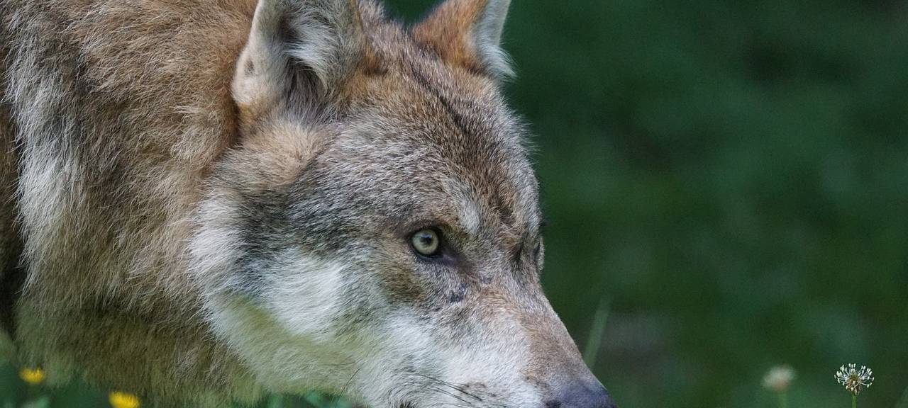 Wolf in Stolberg aus dem Rudel "Hohes Venn"