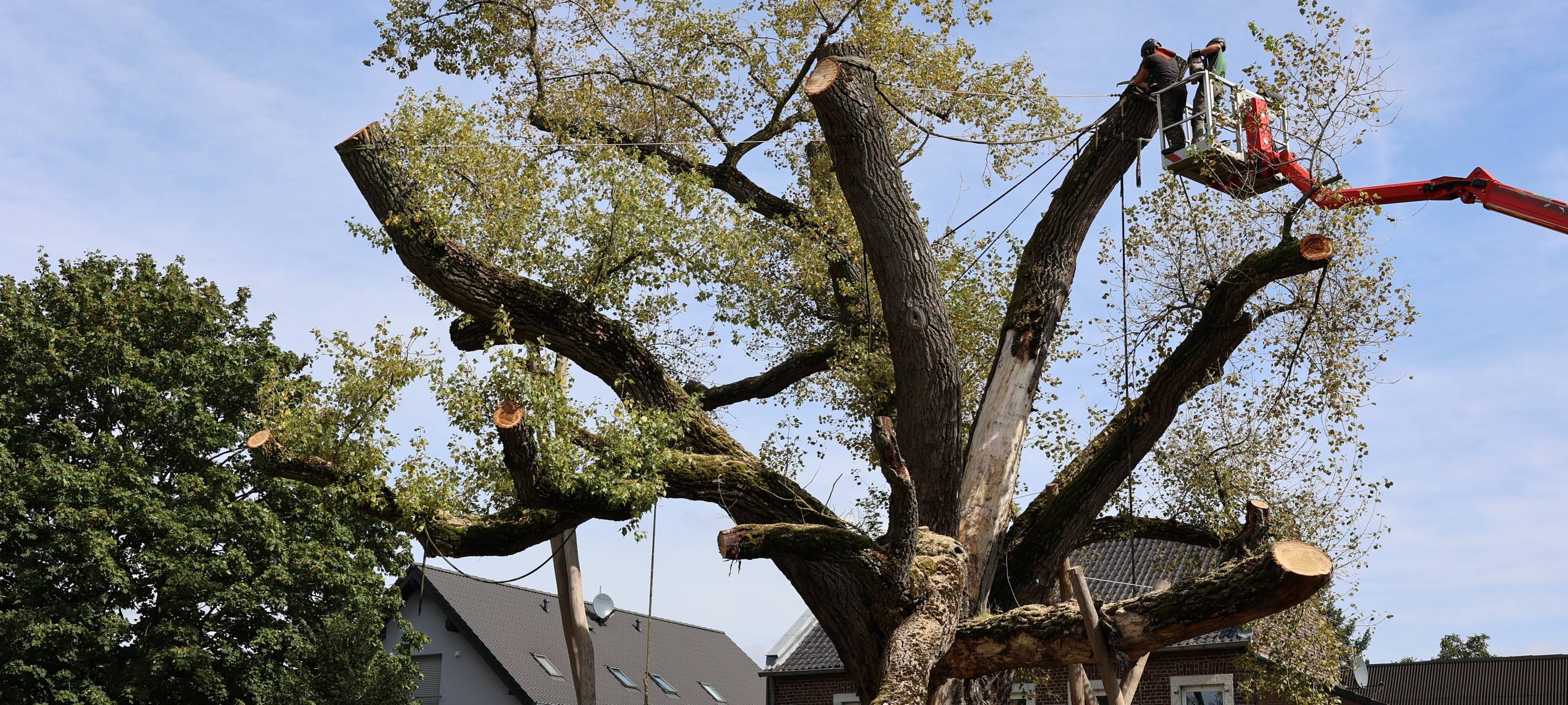 Pleyer Pappel bleibt erhalten