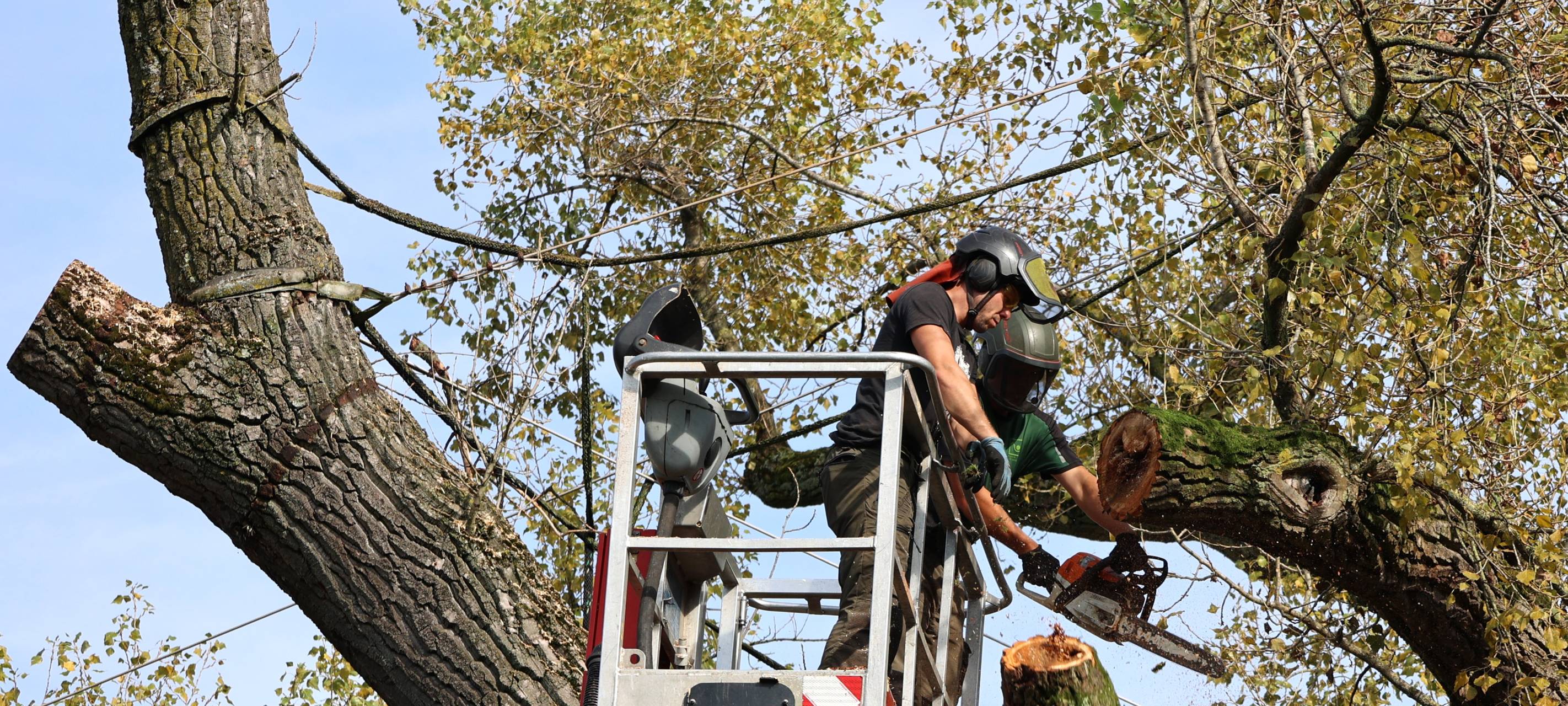 Pleyer Pappel bleibt erhalten