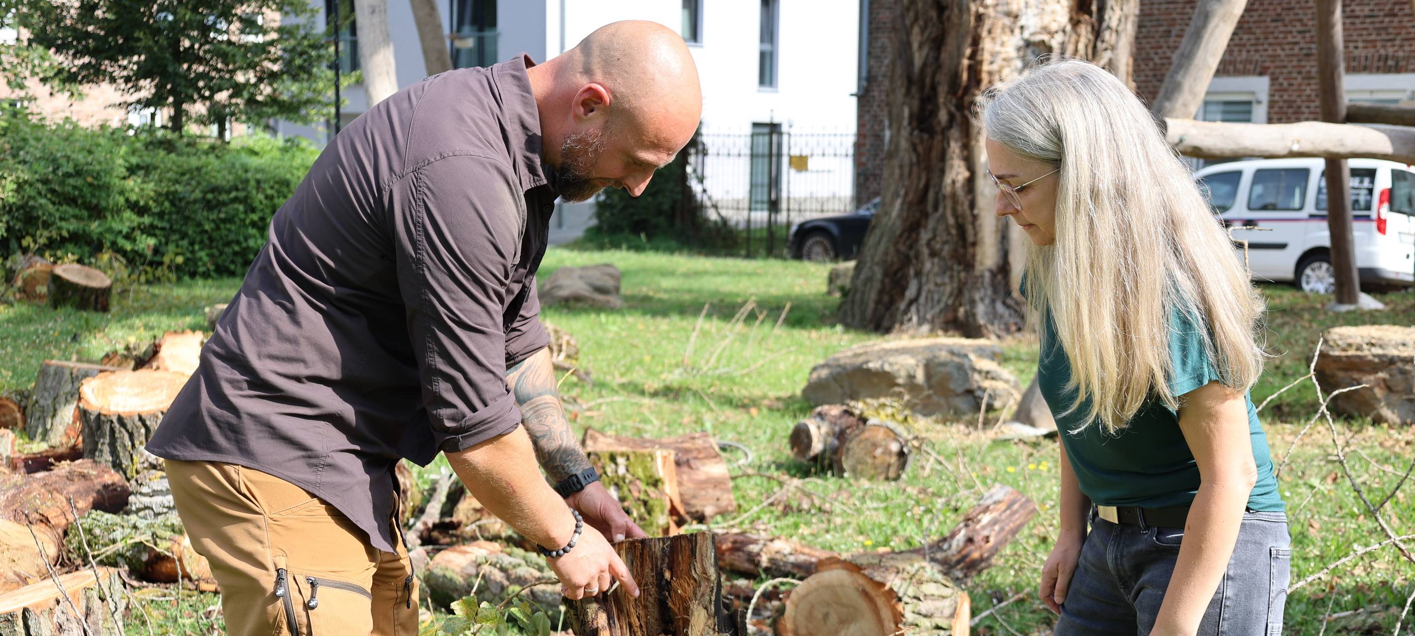 Pleyer Pappel bleibt erhalten