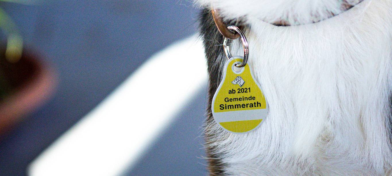 Würselen: Mehr Hundesteuer im neuen Jahr