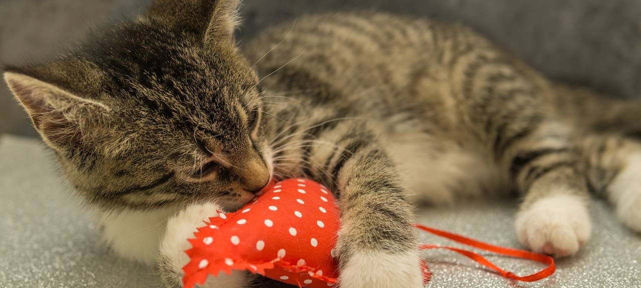 Aachener Tierheim kämpft mit Katzenseuche