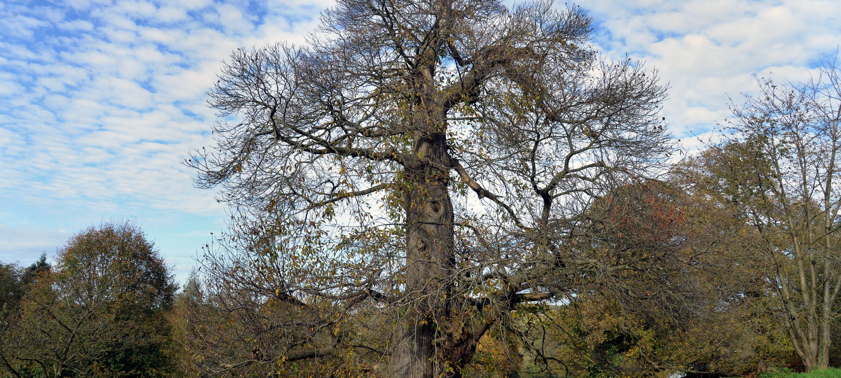 Aachen: Esskastanie in Vaalserquartier ist Nationalerbe-Baum