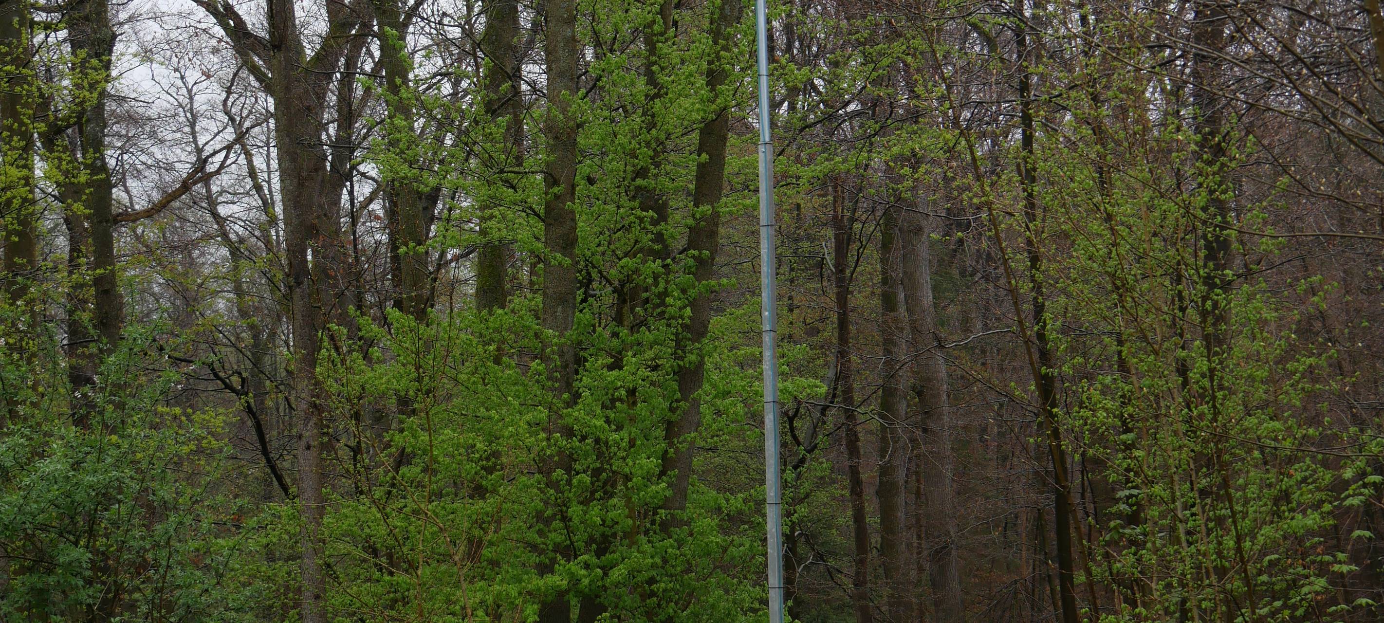 Grüne Eiche: KI für mehr Sicherheit von Radfahrenden