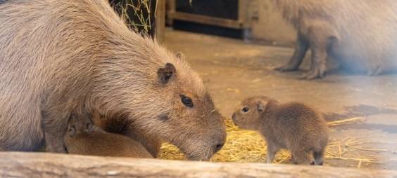 Übernahme: GaiaZOO geht neue Wege mit Burgers' Zoo