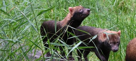 Übernahme: GaiaZOO geht neue Wege mit Burgers' Zoo