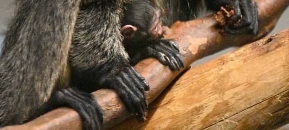 Übernahme: GaiaZOO geht neue Wege mit Burgers' Zoo