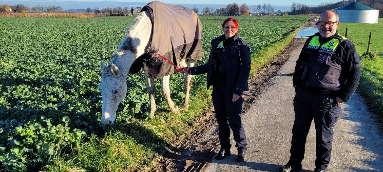 Entlaufenes Pferd in Herzogenrath