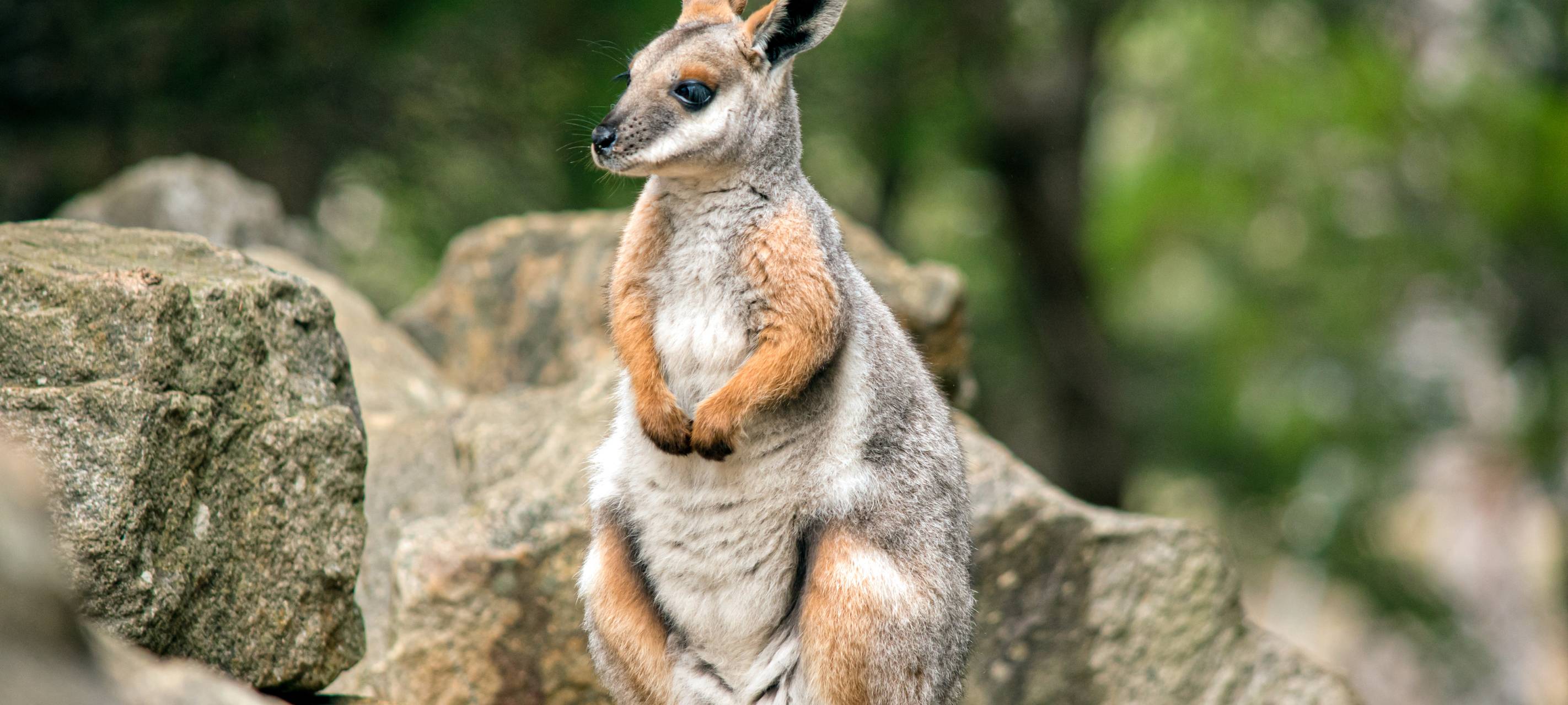 2025 im GaiaZOO: Gelbfuß-Felskängurus und neue Gastronomie