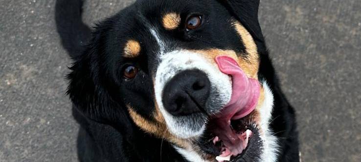 Alsdorf: Bei Fundtieren bitte erst Ordnungsamt kontakten