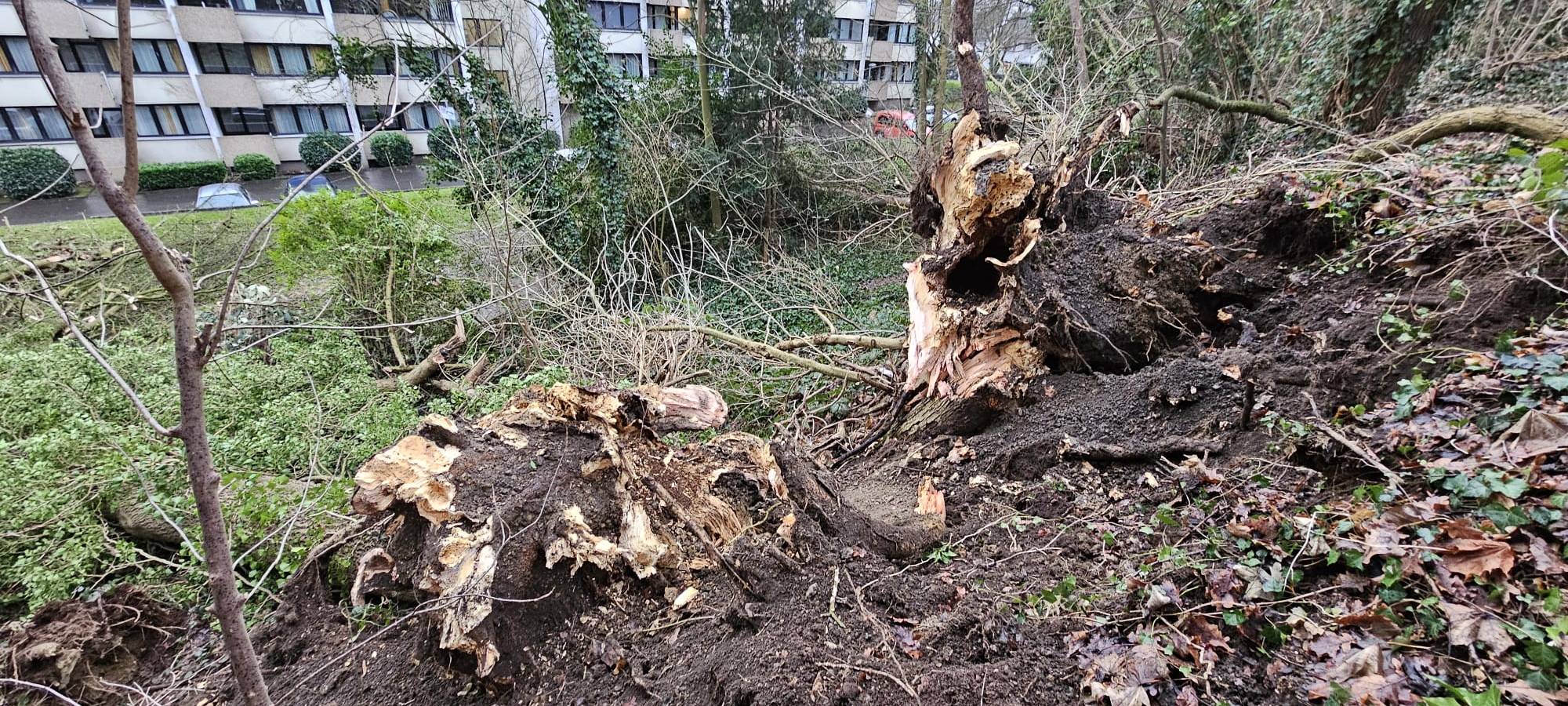 Stadt Aachen beseitigt Sturmschäden