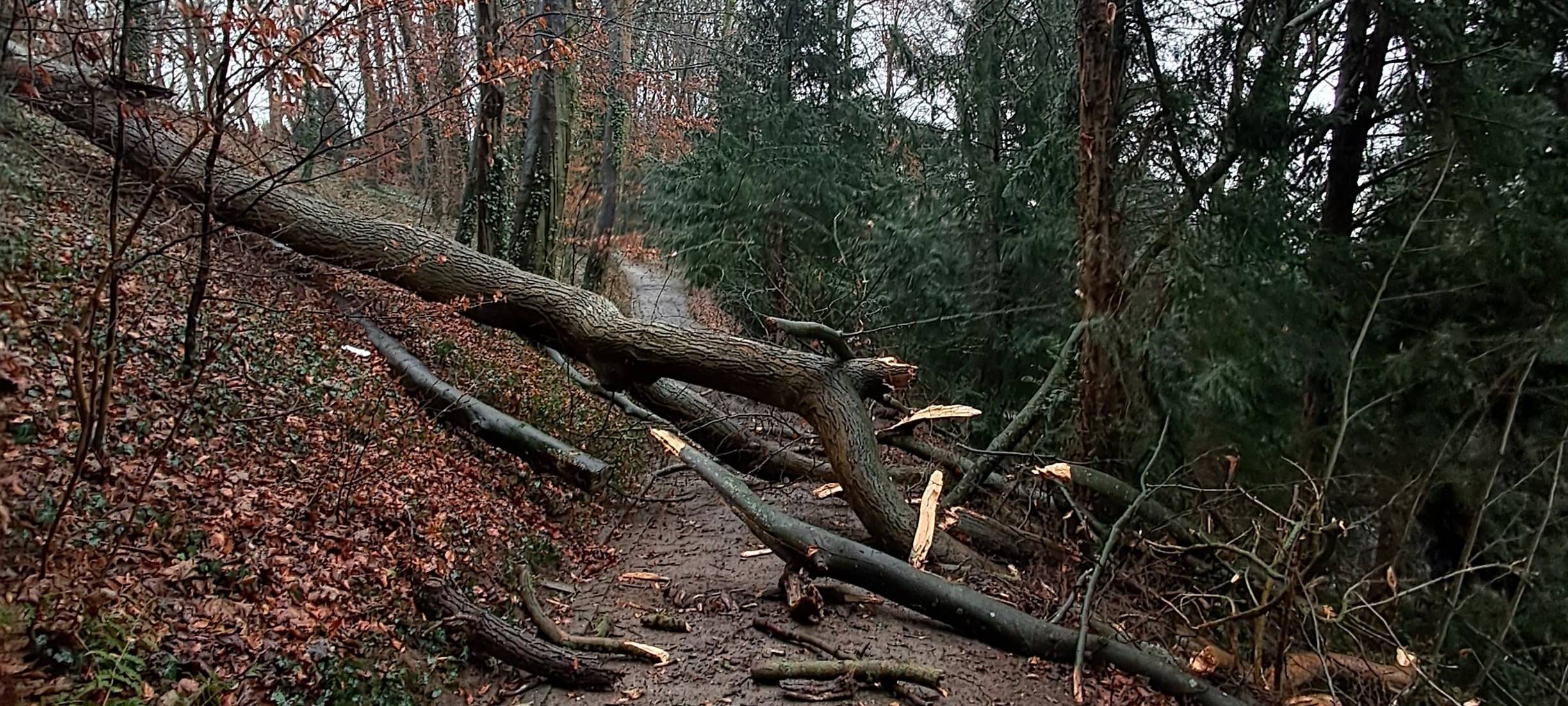 Stadt Aachen beseitigt Sturmschäden