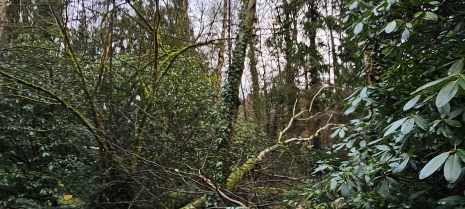 Stadt Aachen beseitigt Sturmschäden