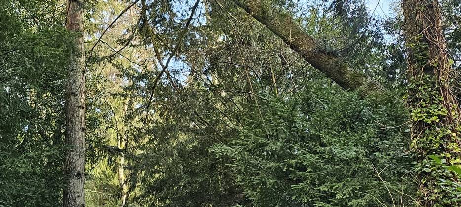 Stadt Aachen beseitigt Sturmschäden