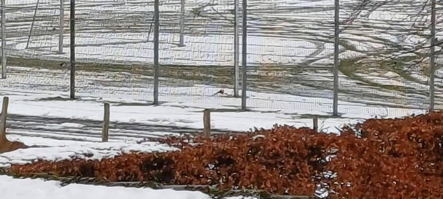 Vandalismus in Konzen durch Autodrifts