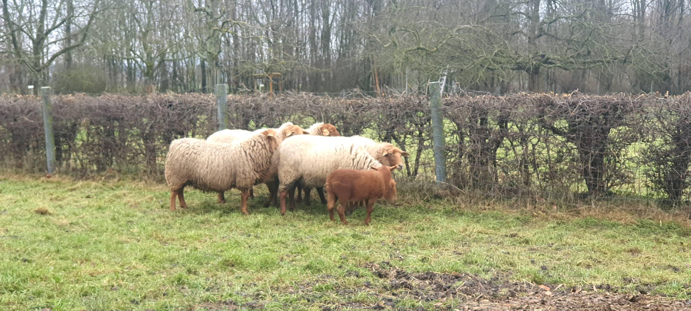 Von dieser Wiese sind die Schafe von Michael Loogen verschwunden.