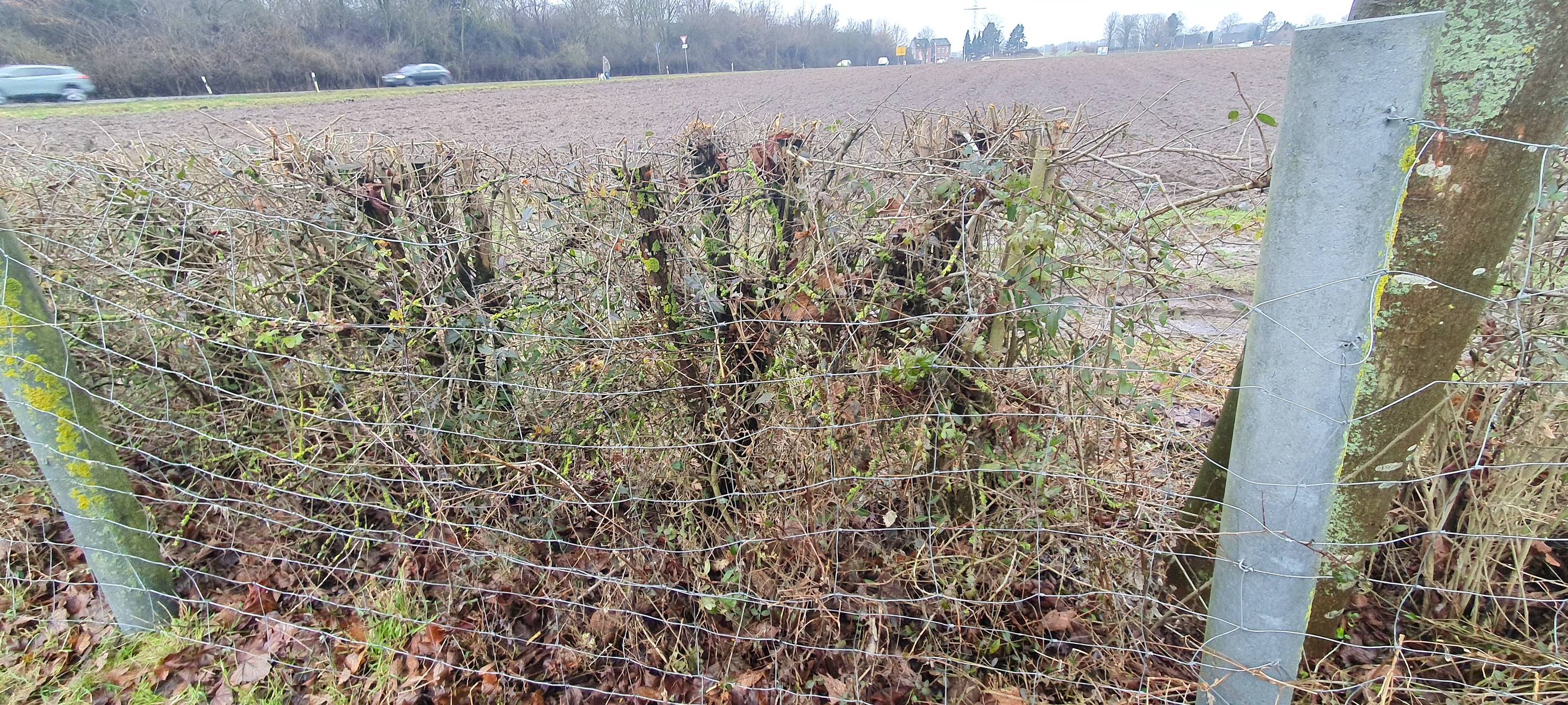 Geklaute Schafe in Bardenberg: Zeugen gesucht