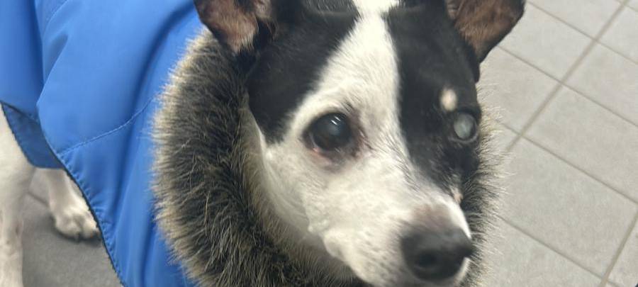 Fellnase nächtigt in der Wache