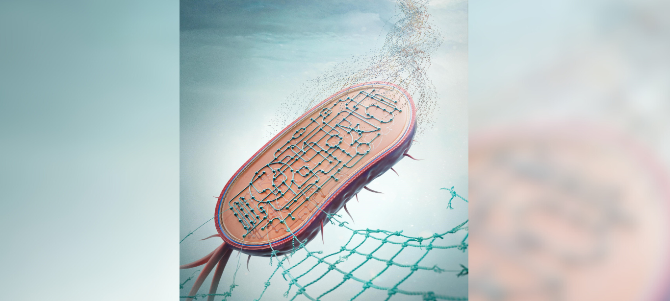 Nylon-Fresser entwickelt