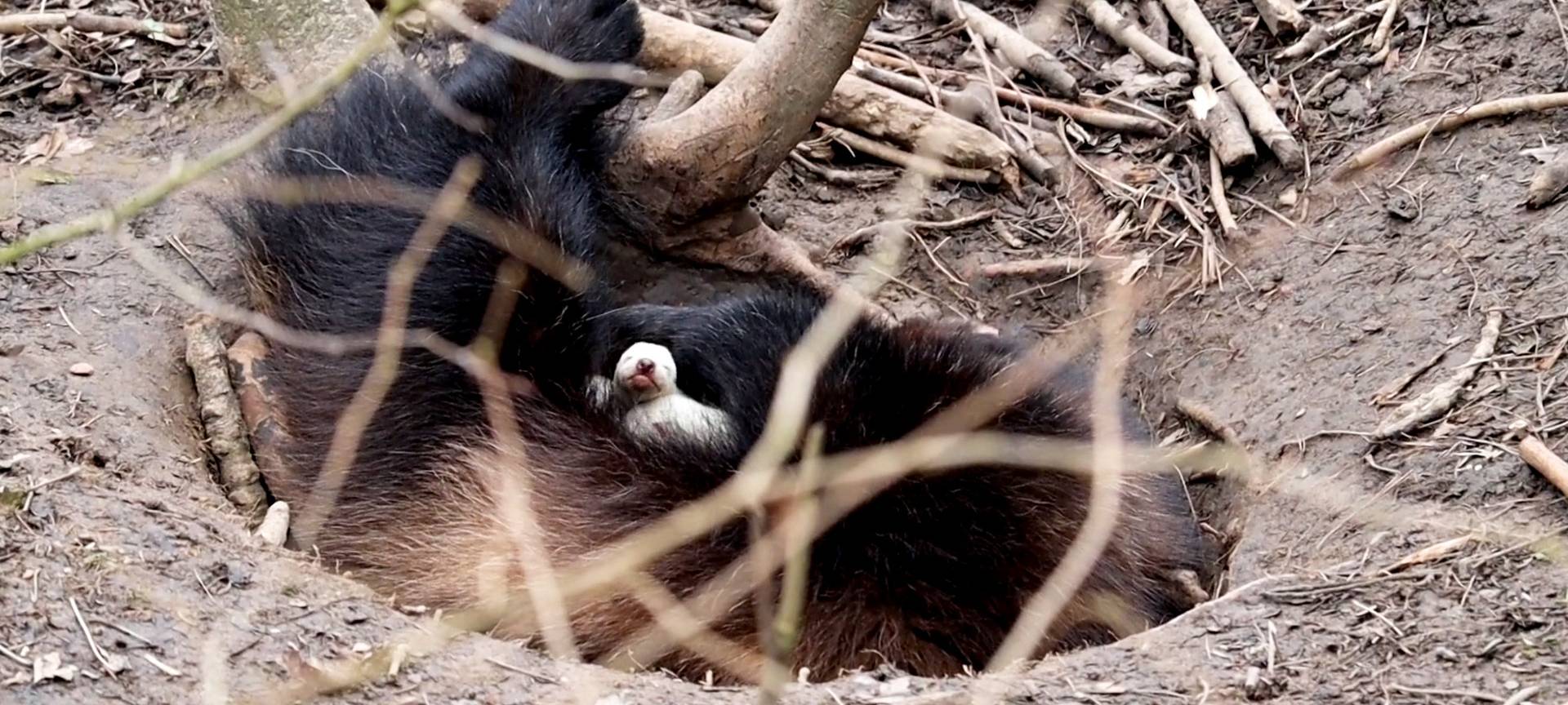 GAIA Zoo: Nachwuchs beim Vielfraß