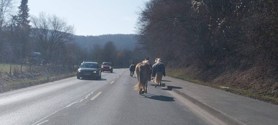 Tiere auf den Straßen: Pferde und ein Kalb